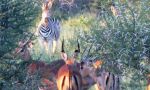 Cyferfontein-Zebra-Impala.jpg